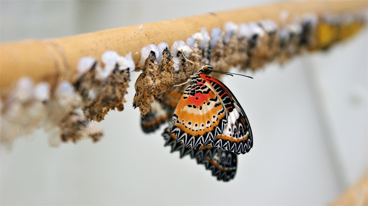 butterfly-4298551_1280