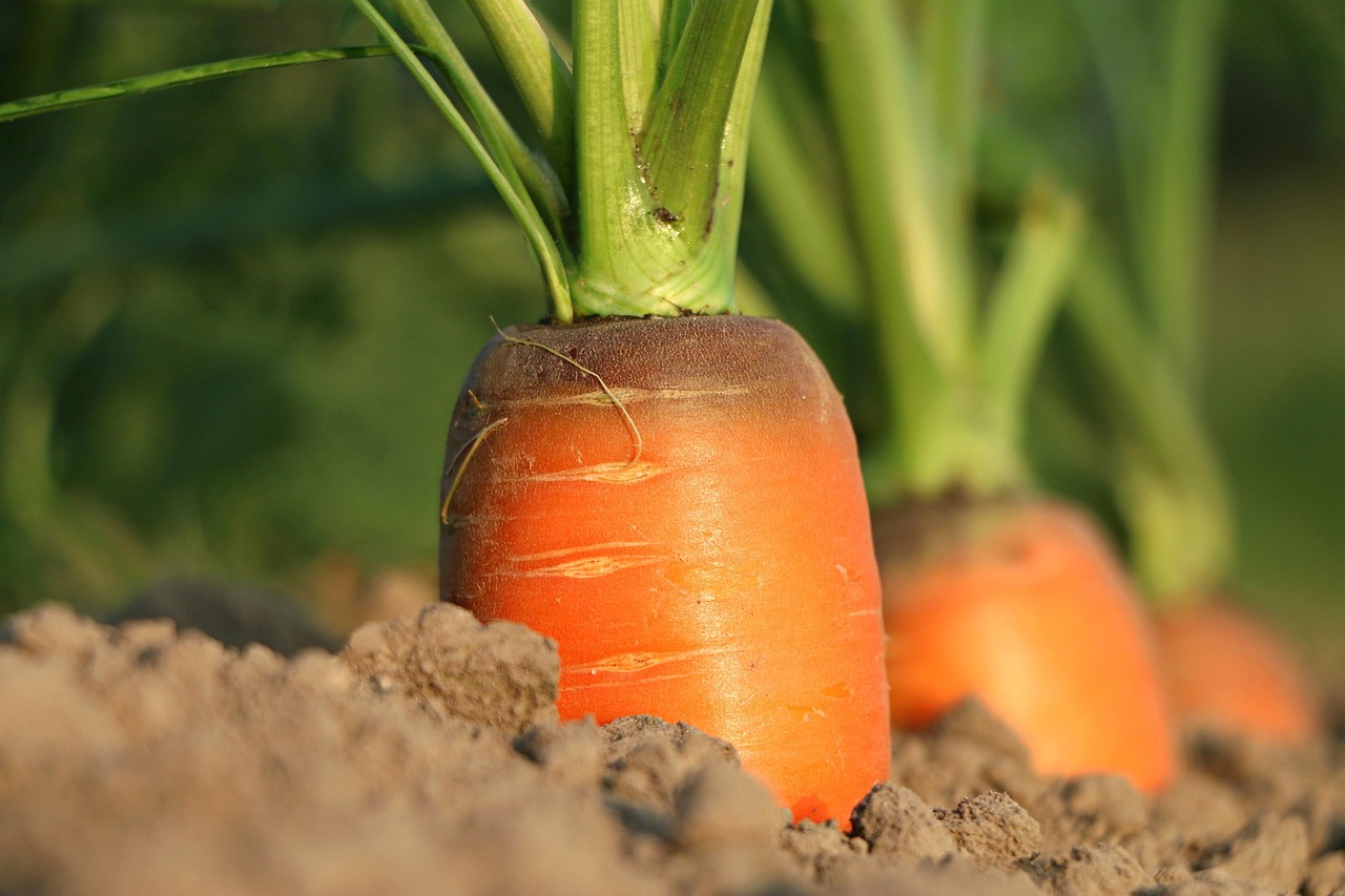 carrot-1565597_1280 MP-wijstgronden-uden-015-158-1200-900-80