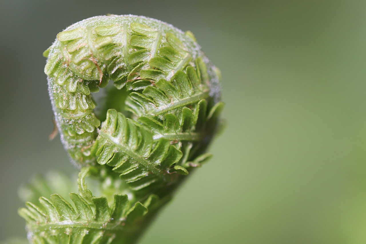 fern-7119343_1280 MP-wijstgronden-uden-015-158-1200-900-80